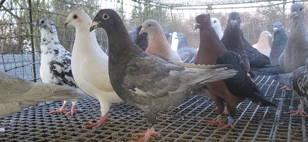 Samice gołębie pocztowe 2025