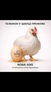 Інкубаційне яйце бройлера Кобб 500