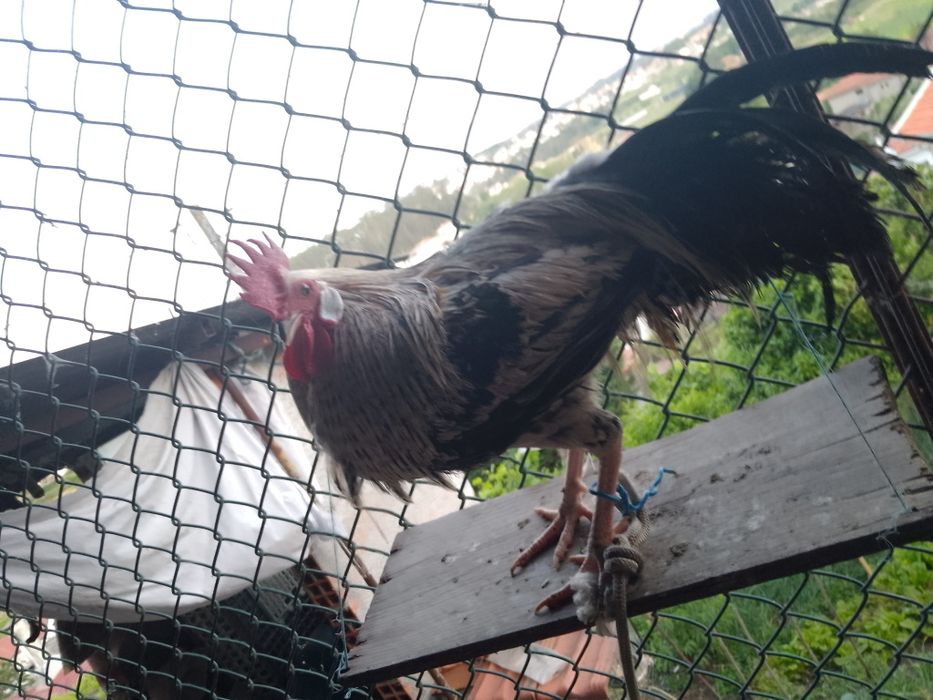 Vendo ou troco garniso Fenix, alguma  duvida é so mandar mensagens