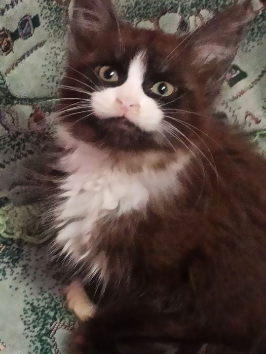 Сестрички із розплідника готові до переїзду