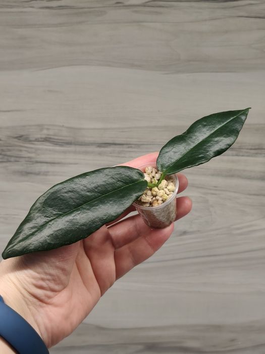 Хойя Hoya Square, Undulata splash та ін.