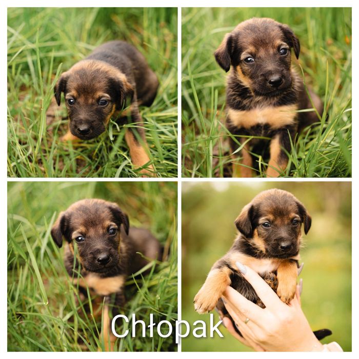 Adopcja zwierząt