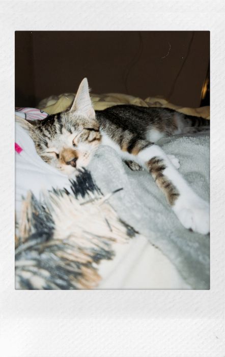 Dou gatinho de 2 aninhos
