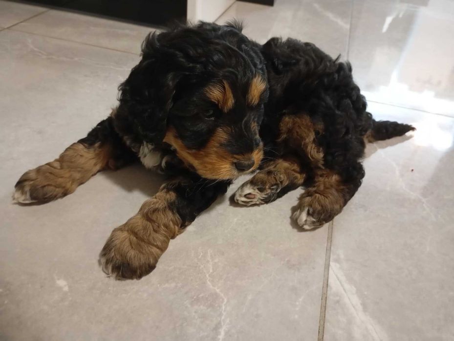 oddam pieska w dobre ręce