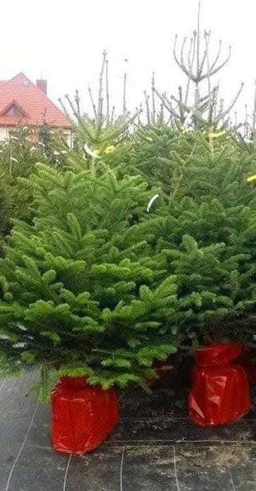Jodła Kaukaska z Danii,Pomorza,świerk, Cięte oraz doniczkowe