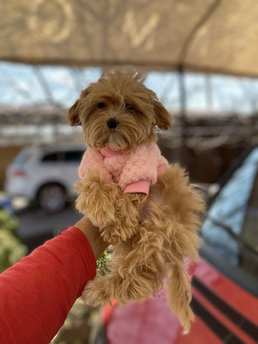 Крихітні цуценя мальтіпу