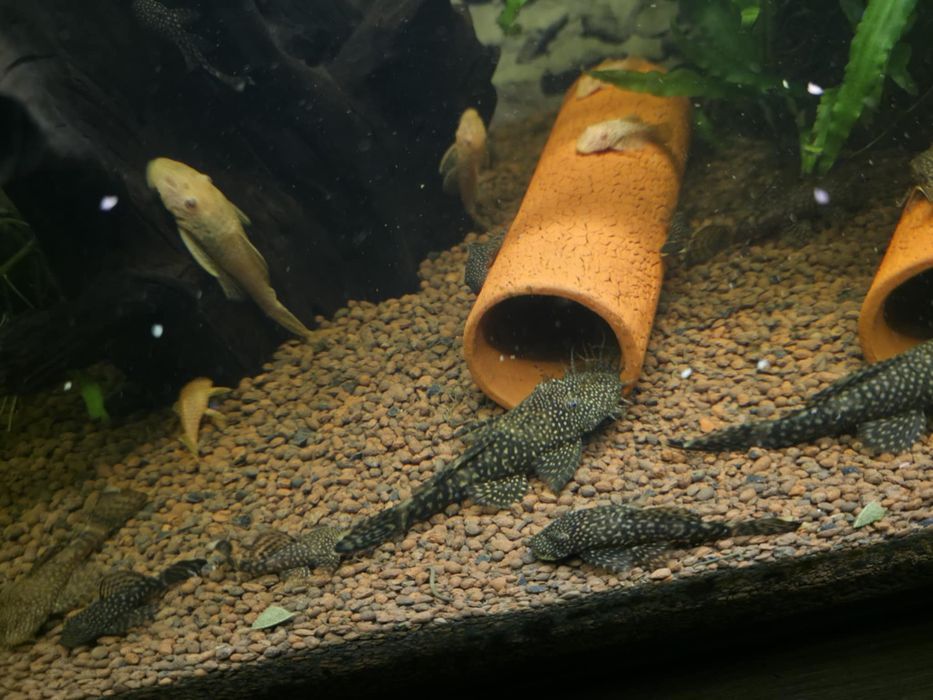 Sprzedam lub zamienie Glonojady
