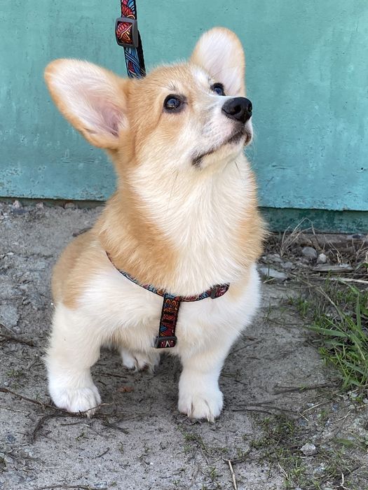 Вельш-корги пемброк (девочки и мальчики)