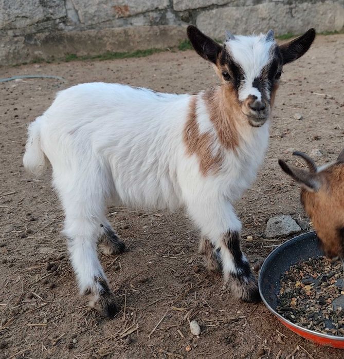Cabritinho micro anão/ cabras cabrinhas anãs
