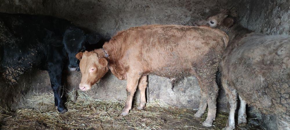 Продам крс на постоянной основе!