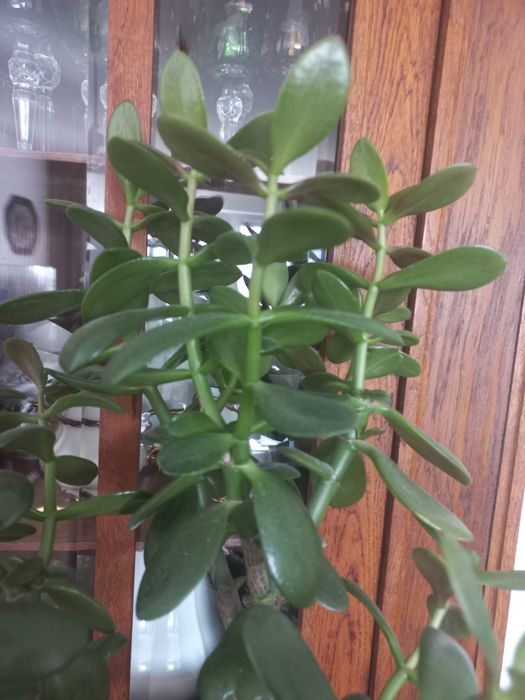 Kaktus grubosz drzewko szczescia 60 cm