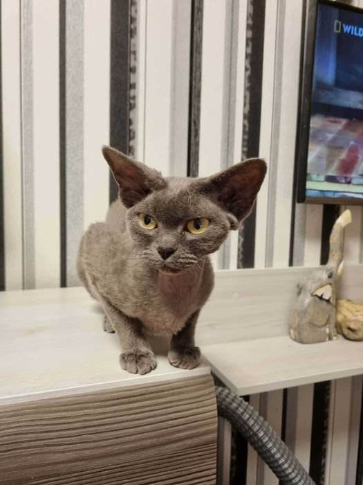 Kocięta koty Devon Rex