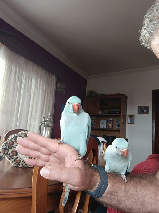 Ring neck criados a mão e bebés para criar a mão.