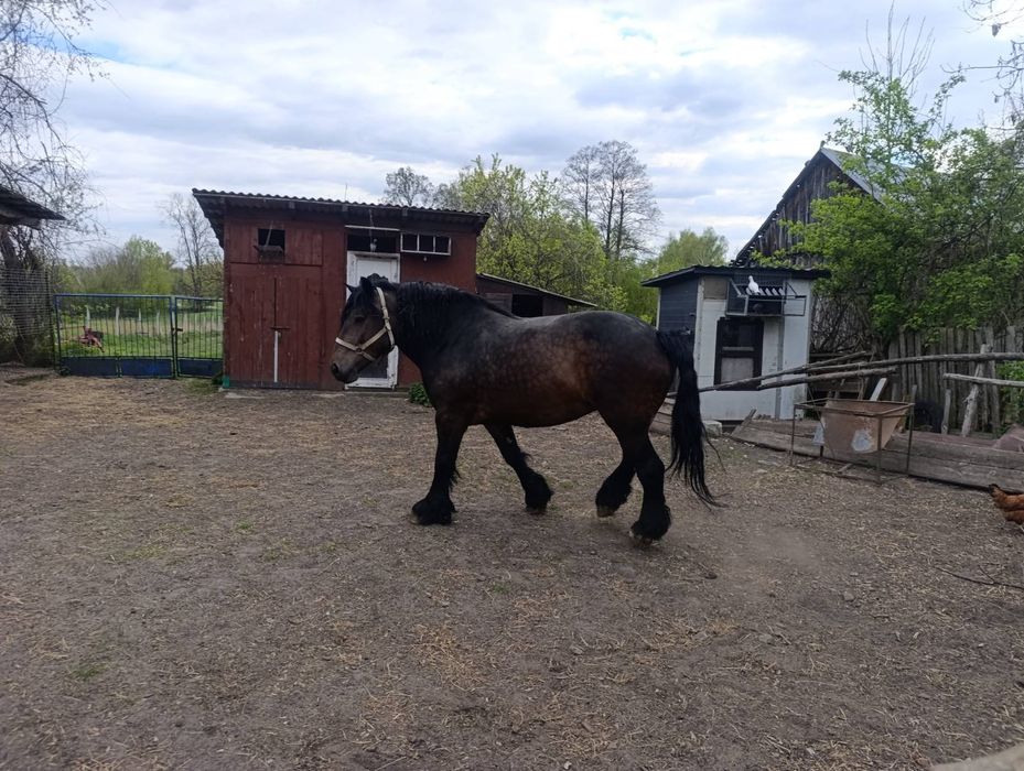 Sprzedam klacz pkz Sztum