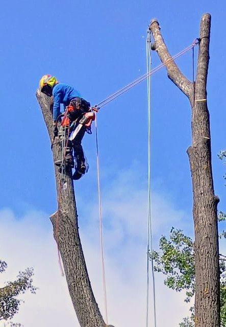 Wycinka alpinistyczna drzew