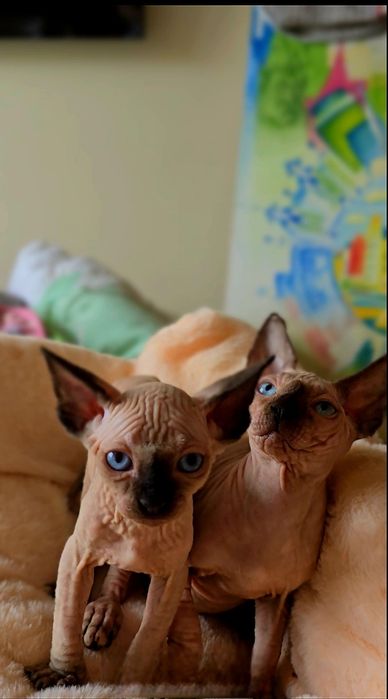 Przepiękna koteczka nienieski oczka,kot sfinks