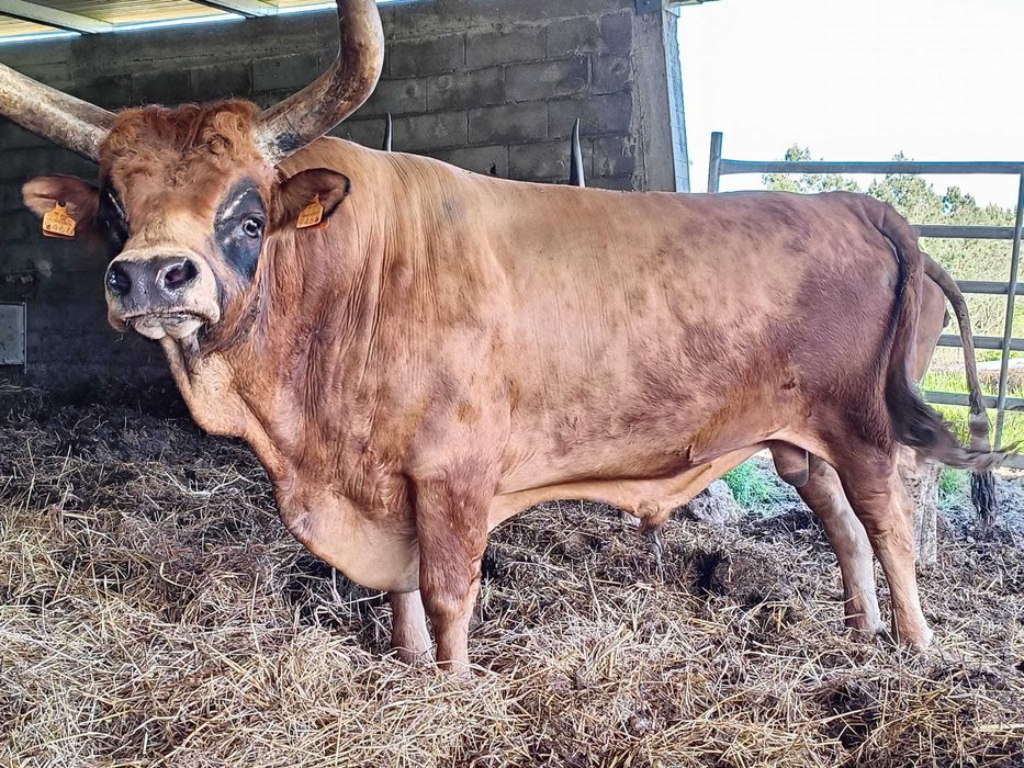 Vaca Cachena Com Cria