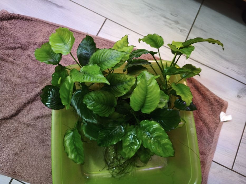 Sprzedam roślinę do akwarium Anubias bardzo duży