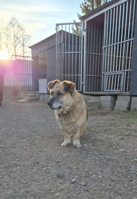 Nero czeka na adopcję