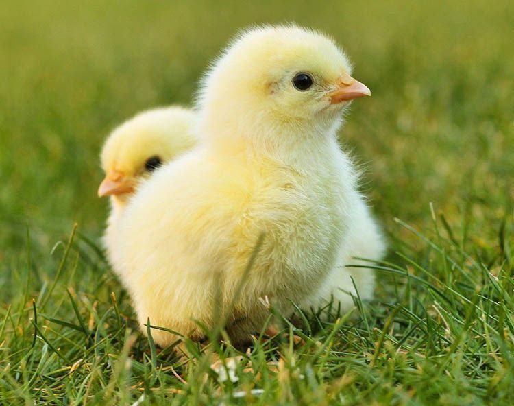 Курчата (ціплята) добові