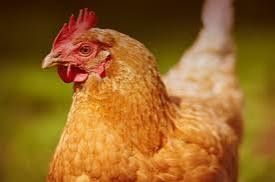 Vendo galinhas poedeiras velhas