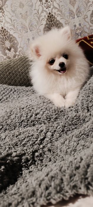 Продам щенка померанский шпиц