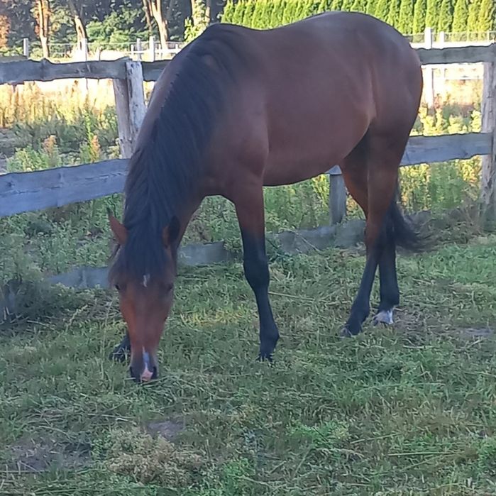 Sprzedam konia 1/2 AQH wałach