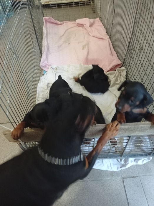 Цвіргпінчер чистокровні, хлопці та дівчата