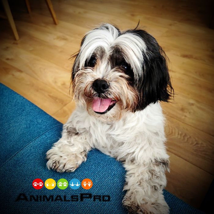 Hotel i opieka dla zwierząt, wyprowadzenie psów