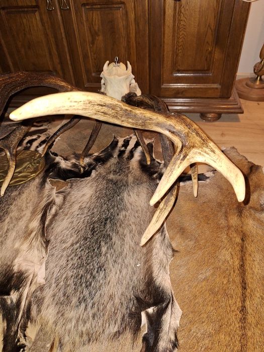 Wieniec jelenia. 7,1kg , poroże, zrzuty