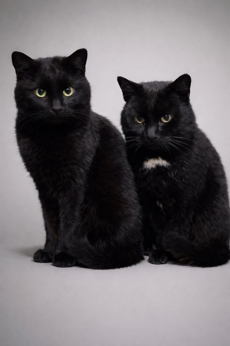 Коты кастрированные молодые с ЗБД