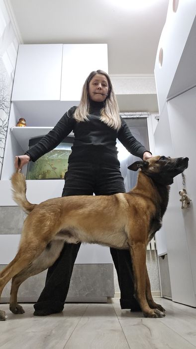 Бельгийская овчарка