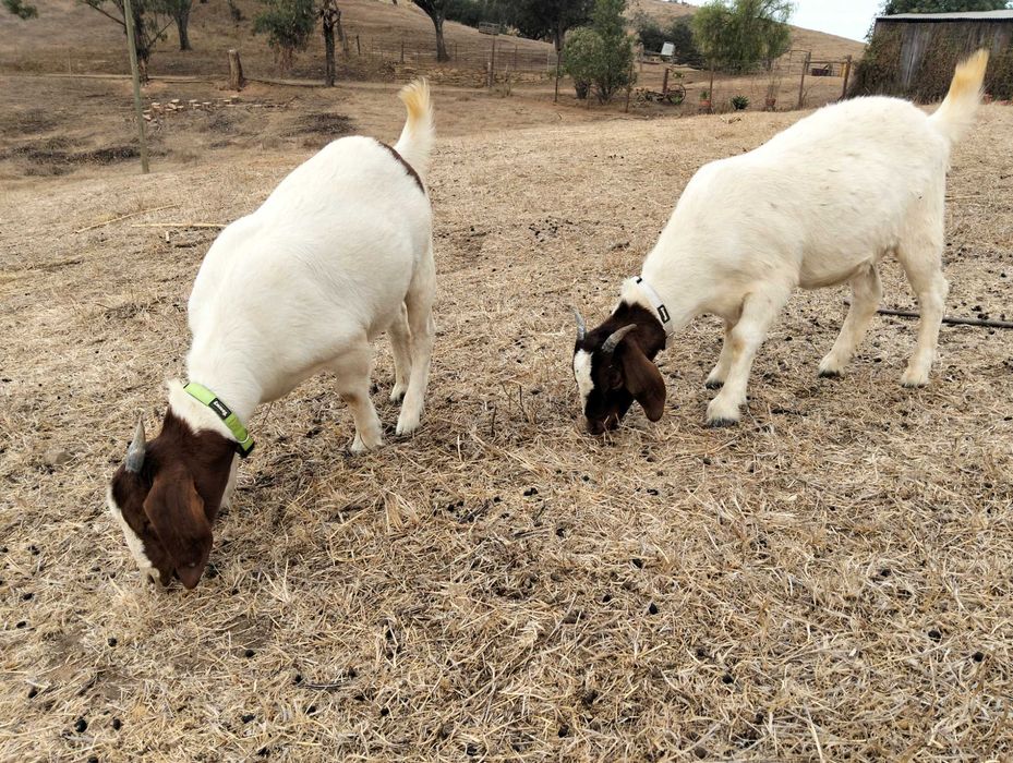 Duas cabras Boer com 7 meses