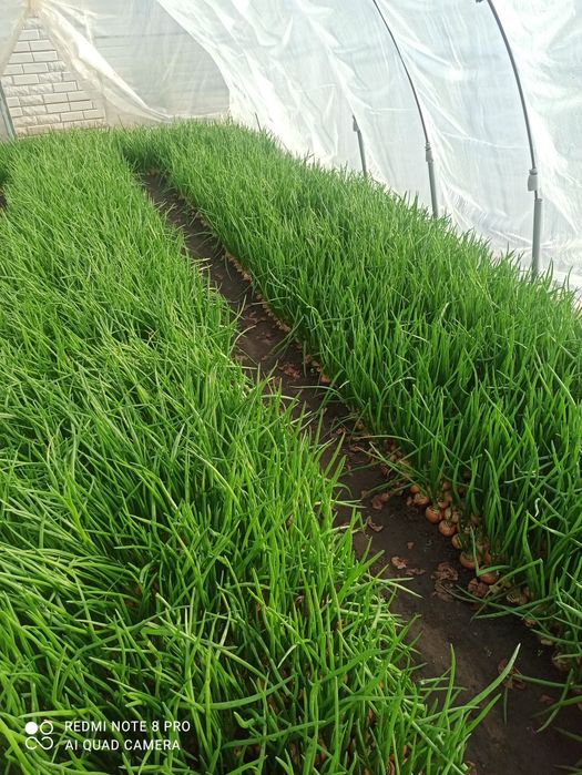 Домашня зелена цибуля