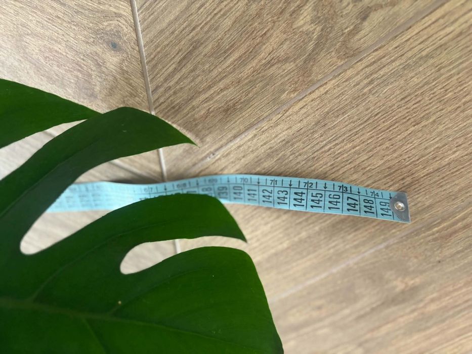 Monstera 150cm - piękna