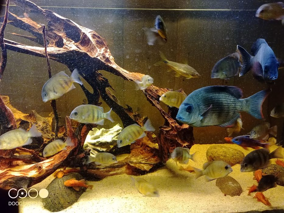 Paretroplus menarambo
Paretroplus menarambo (A