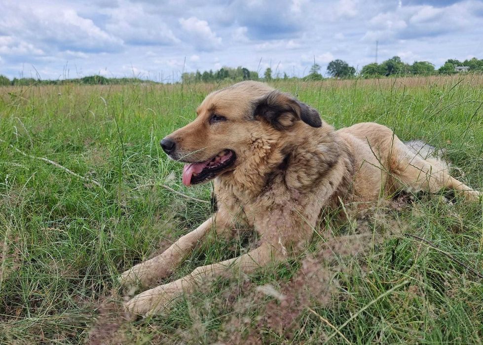 Łagodny pies Borys szuka domu