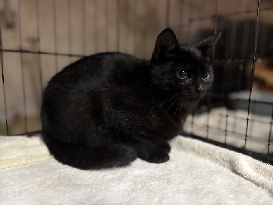 Kotek poleca się do adopcji - pokochaj