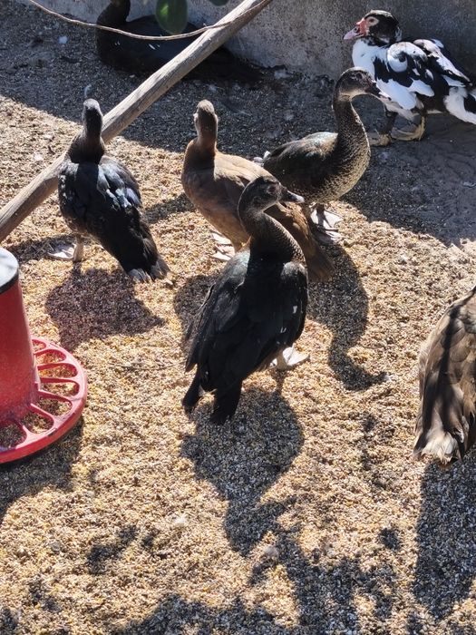 Patos mudos machos e fêmeas