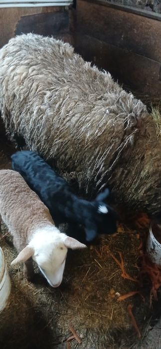 Овечка з ягняти  с, Тарасовка