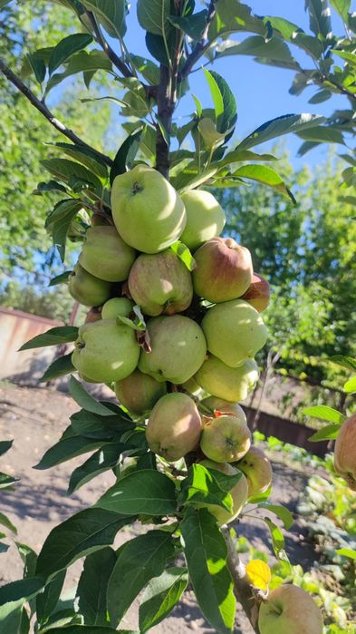 Продається дачний будинок