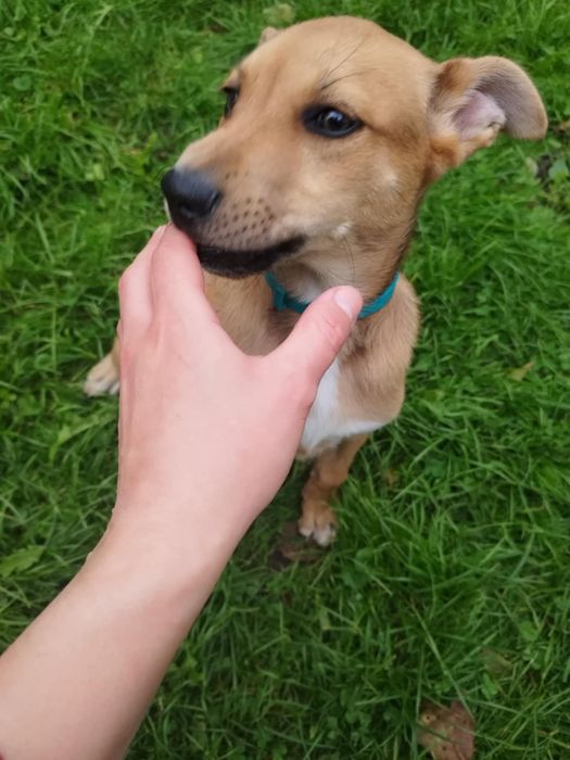 Віддамо 4 місячного хлопчика в добрі руки