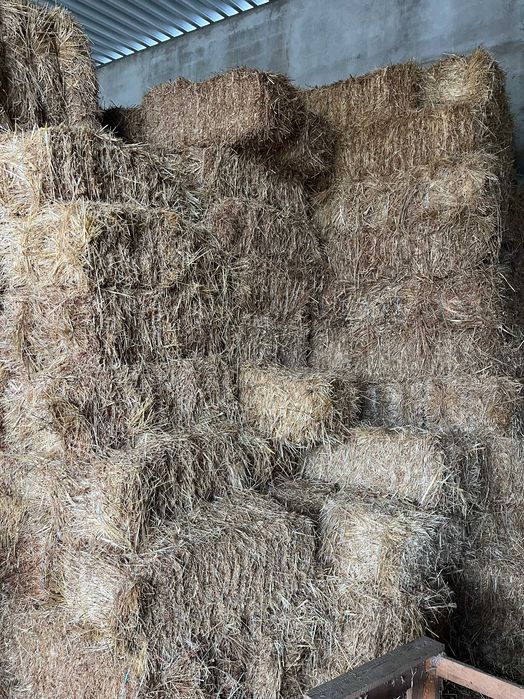 Feno de Aveia Fardos pequenos