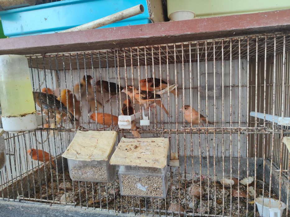 Canários de várias cores