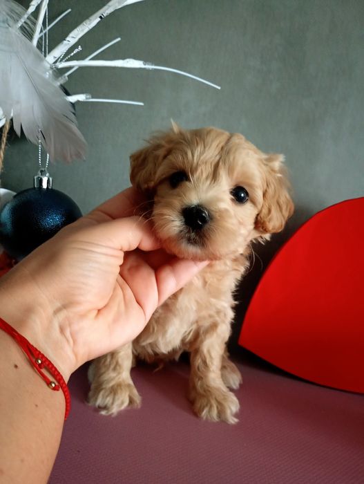 Piesek maltipoo prześliczny złoty