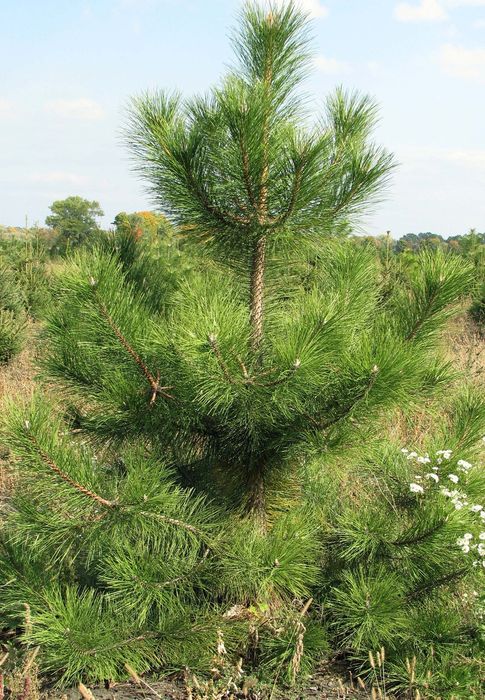 Ялинка , сосна,модрина, ялівець саджанці