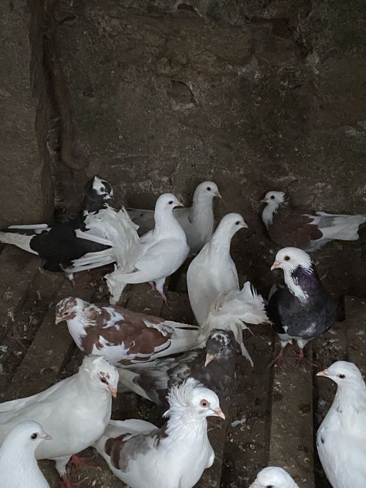 Lote 18 pombas
