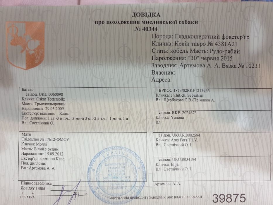 Вязка . Гладкошёрстный фокстерьер .