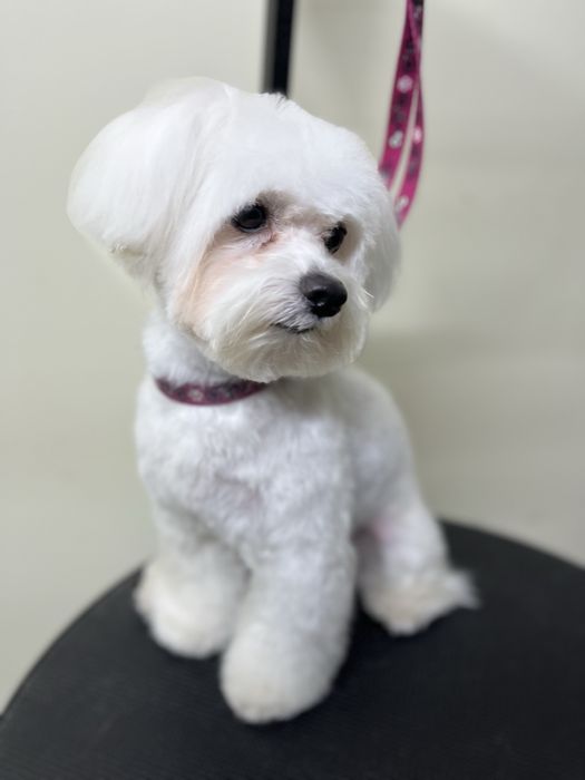 Стрижка собак та котів  зоолавка vorona