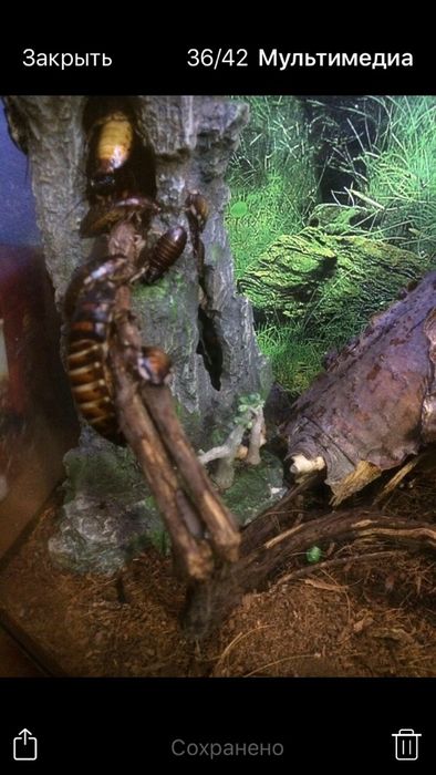 Мадагаскарский таракан